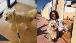 Adoptado un perrito abandonado en el municipio de San Javier.