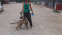 Adoptado otro perro abandonado en el municipio de San Javier.